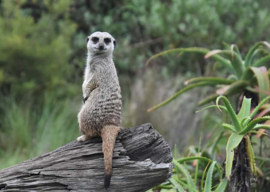 Plettenberg Bay: Wild Cat and Wildlife Guided Tour - Photography without the circus