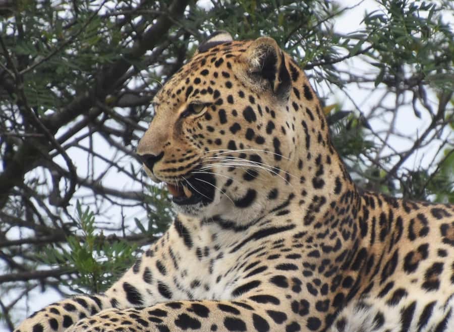 Plettenberg Bay: Wild Cat and Wildlife Guided Tour - What the $27 price really covers