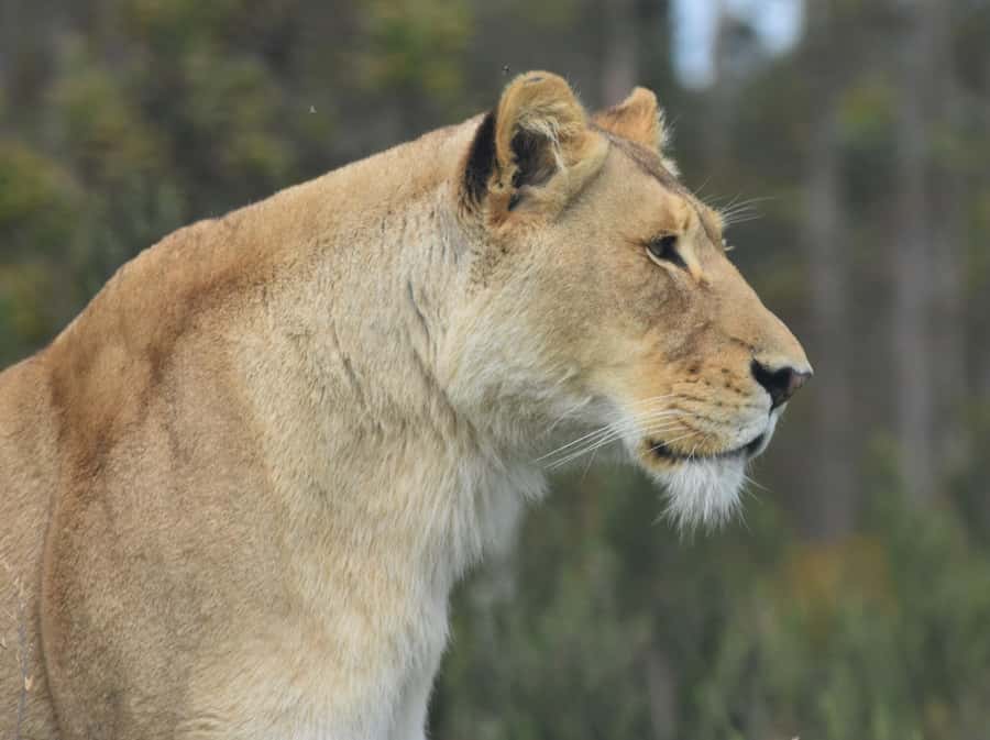 Plettenberg Bay: Wild Cat and Wildlife Guided Tour - Getting to the centre from the N2