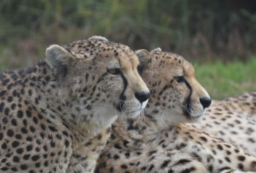 Plettenberg Bay: Wild Cat and Wildlife Guided Tour - Who will enjoy this experience most