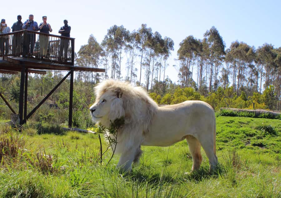 Plettenberg Bay: Wild Cat and Wildlife Guided Tour - One hour through different cat habitats