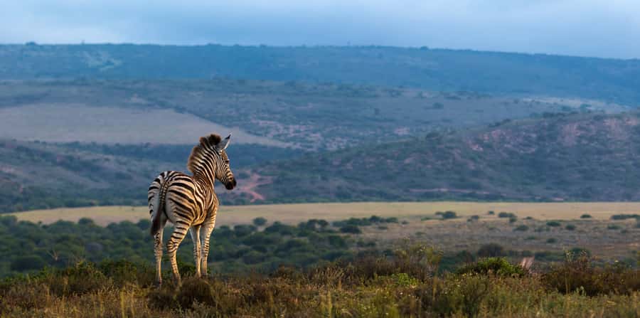 Port Elizabeth: 2-Day Addo Elephant Park Safari - Key points to know before booking