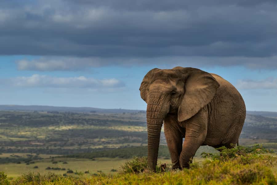 Port Elizabeth: 2-Day Addo Elephant Park Safari - Why Addo is a strong two-day safari choice