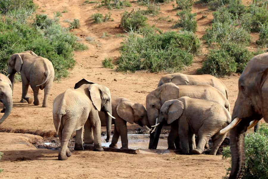 Port Elizabeth: 2-Day Addo Elephant Park Safari - The guides can shape the whole experience