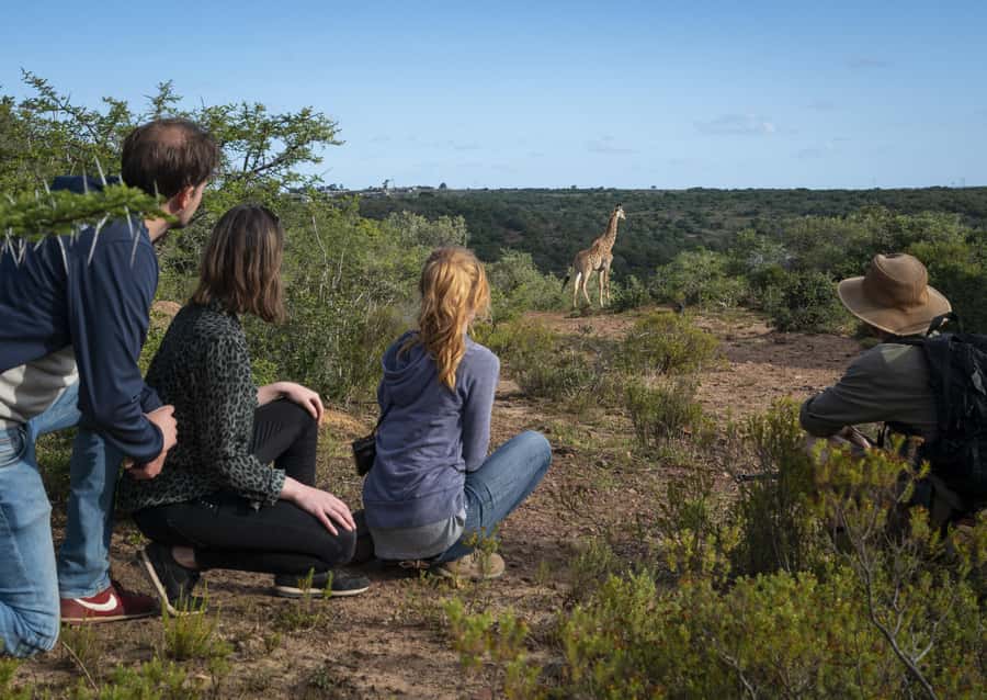 Port Elizabeth: 2-Day Addo Elephant Park Safari - Timing, comfort, and what to pack