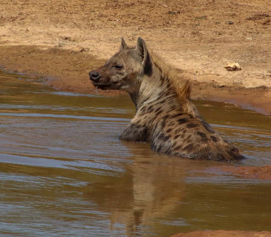 Port Elizabeth: Addo Elephant Park All-Inclusive Day Safari - Key points to know before booking