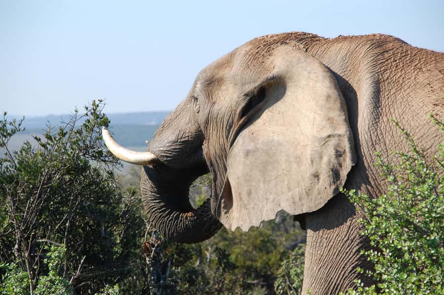 Port Elizabeth: Addo Elephant Park All-Inclusive Day Safari - Should you book it?