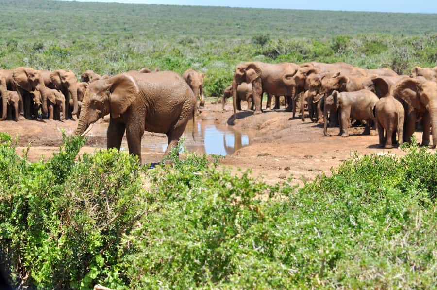 Port Elizabeth: Addo Elephant Park All-Inclusive Day Safari - Why Addo works so well for a day safari