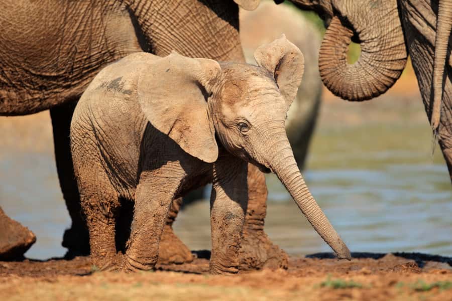 Port Elizabeth: Addo Elephant Park All-Inclusive Day Safari - Three morning hours among Addo’s elephants