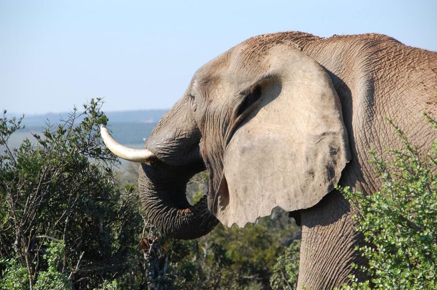 Port Elizabeth: Addo Elephant Park All-Inclusive Day Safari - Lunch, a break, and the park curio shop