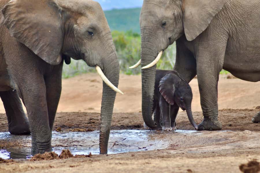 Port Elizabeth: Addo Elephant Park All-Inclusive Day Safari - The afternoon drive and lookout views
