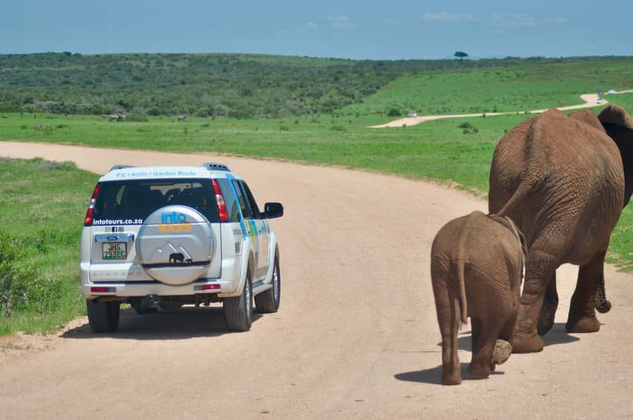 Port Elizabeth: Addo Elephant Park All-Inclusive Day Safari - What the $176 price really covers