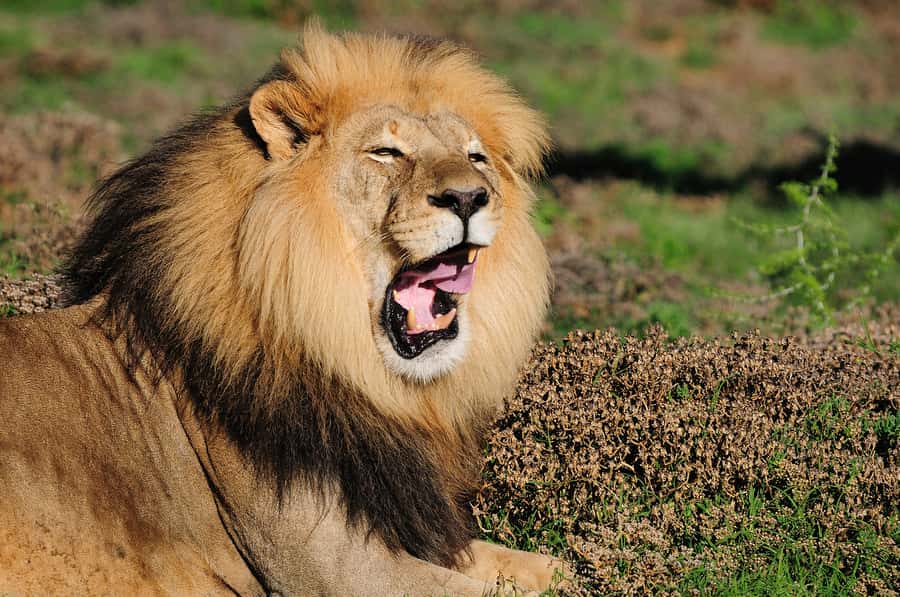 Port Elizabeth: Addo Elephant Park All-Inclusive Day Safari - Who should book this Addo safari