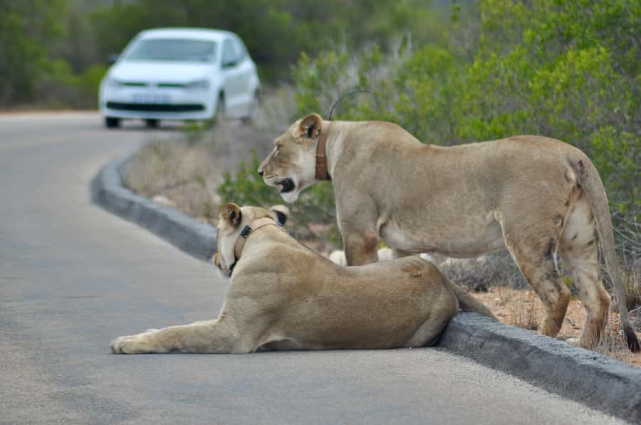 Port Elizabeth: Addo Elephant Park All-Inclusive Day Safari - The 35-minute ride from Port Elizabeth