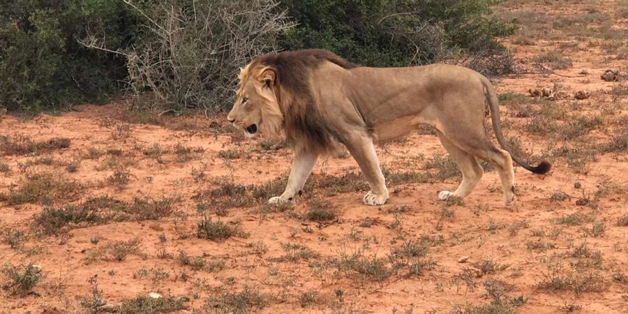 Port Elizabeth: Addo Elephant Park Shore Excursion & Safari - What the $159 price really covers