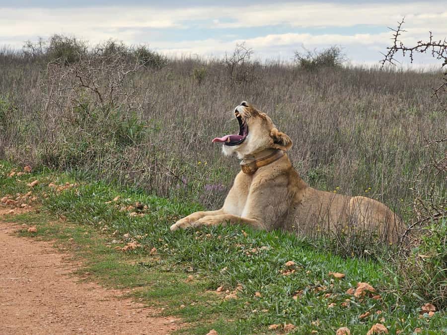 Port Elizabeth: Addo Elephant Park Shore Excursion & Safari - Who will enjoy this safari most