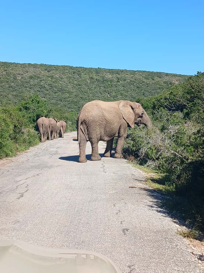 Port Elizabeth: Addo Elephant Park Shore Excursion & Safari - Should you book the Addo shore excursion?