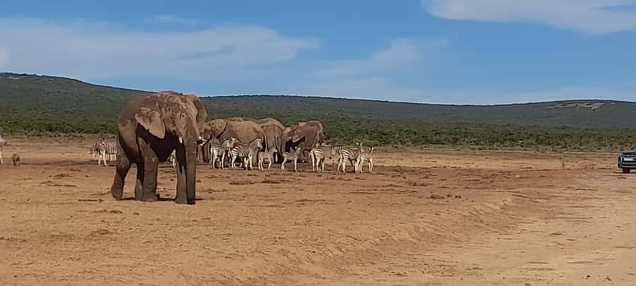 Port Elizabeth: Addo Elephant Park Shore Excursion & Safari - Four hours among Addo’s elephants and wildlife