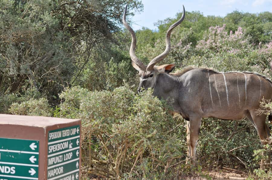 Port Elizabeth: Addo Elephant Park Shore Excursion with BBQ - What the $164 price includes