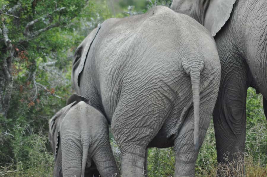 Port Elizabeth: Addo Elephant Park Shore Excursion with BBQ - Practical details before you book