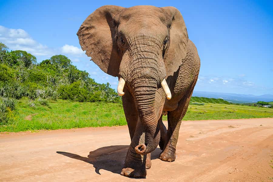 Port Elizabeth: Schotia Game Reserve Safari with Port Pickup - Key points to know before booking