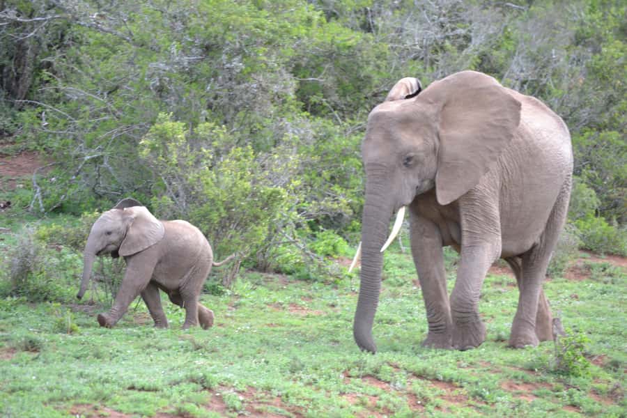 Port Elizabeth: Schotia Game Reserve Safari with Port Pickup - What you may see during the five-hour reserve visit