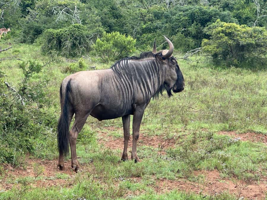 Port Elizabeth: Schotia Game Reserve Safari with Port Pickup - Food, drinks, and the rhythm of the day