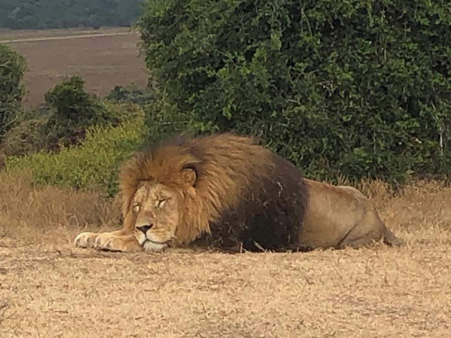 Port Elizabeth: Schotia Game Reserve Safari with Port Pickup - Practical advice for a smoother safari