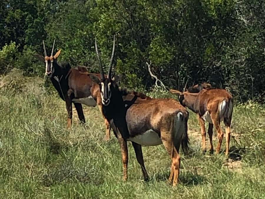 Port Elizabeth: Schotia Game Reserve Safari with Port Pickup - Who should book this Schotia safari?