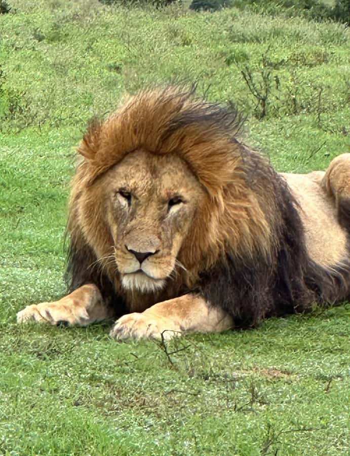 Port Elizabeth: Schotia Game Reserve Safari with Port Pickup - Why Schotia offers a different safari setting