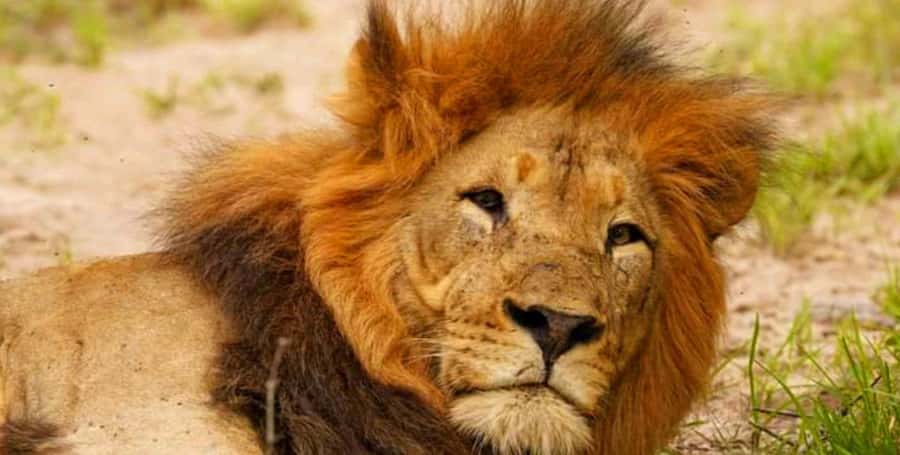 Port Elizabeth: Schotia Safaris Game Reserve Safari - Key points to know before booking