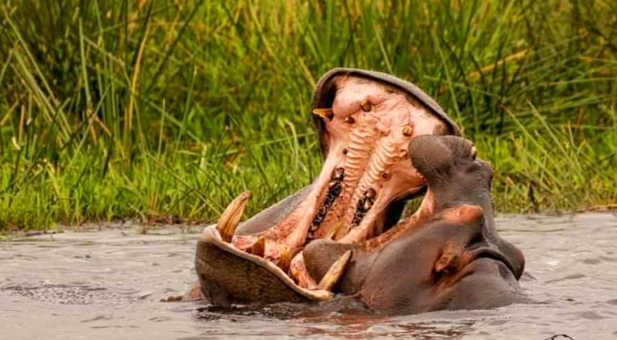 Port Elizabeth: Schotia Safaris Game Reserve Safari - Who will enjoy this safari most?