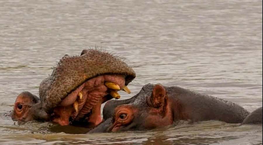 Port Elizabeth: Schotia Safaris Game Reserve Safari - Five hours in a private Eastern Cape reserve
