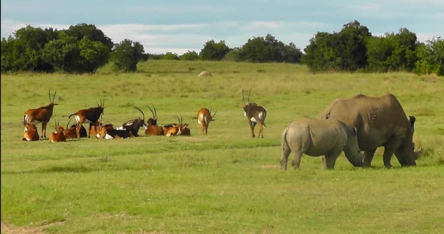 Port Elizabeth: Schotia Safaris Game Reserve Safari - Searching the thickets and open plains
