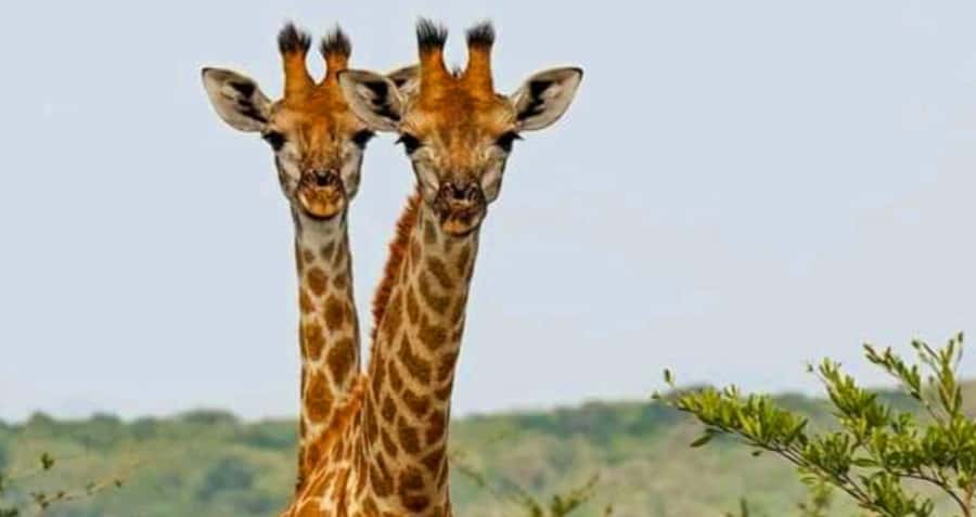 Port Elizabeth: Schotia Safaris Game Reserve Safari - The Big Five search and what to expect