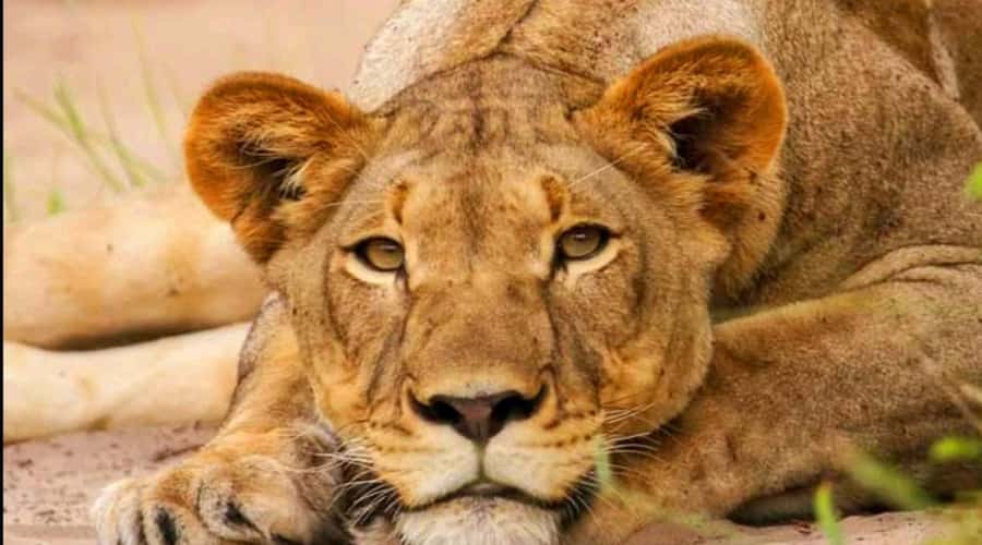 Port Elizabeth: Schotia Safaris Game Reserve Safari - Learning while you watch