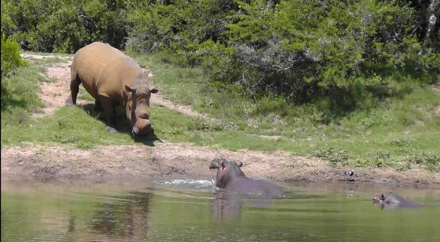 Port Elizabeth: Schotia Safaris Game Reserve Safari - Snacks, water, and photography