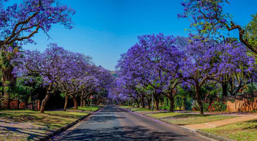 Pretoria: Pretoria City and Lion Park Tour - The Union Buildings and Pretoria’s government quarter