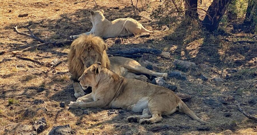 Pretoria: Pretoria City and Lion Park Tour - Pretoria’s architectural landmarks on the final city loop