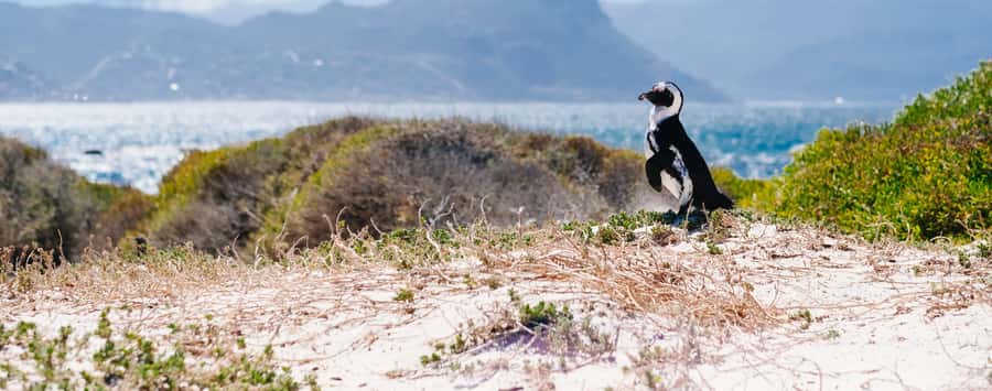 Private Cape Peninsula Half-Day Tour with Penguins - Cape Point gives you the far-southern drama