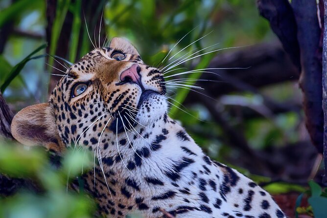 Private Full Day Safari (10 hours) in Kruger National Park - Exiting at Phalaborwa after a full day