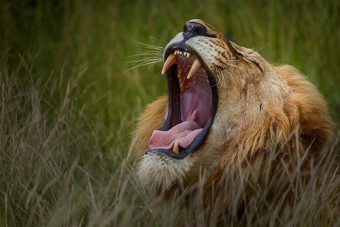 Private Full Day Safari (10 hours) in Kruger National Park - What the $172.25 price covers