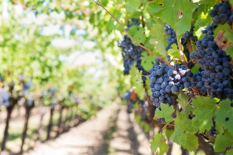 Private Full-Day Winelands Tour in Stellenbosch - Two Stellenbosch estates, with cheese and a cellar visit