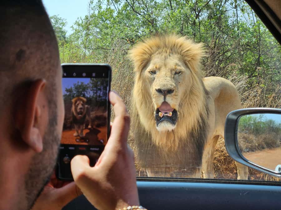 Private Rhino and Lion Park, Cradle Caves or Maropeng Museum - Three hours among lions, rhinos, and wild dogs