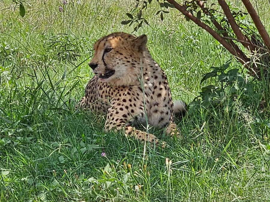 Private Rhino and Lion Park, Cradle Caves or Maropeng Museum - What the $87 price really includes