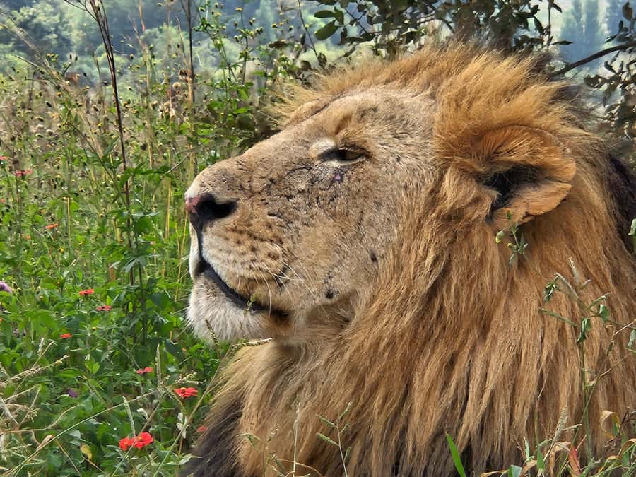 Private Rhino and Lion Park, Cradle Caves or Maropeng Museum - Who will enjoy this experience most