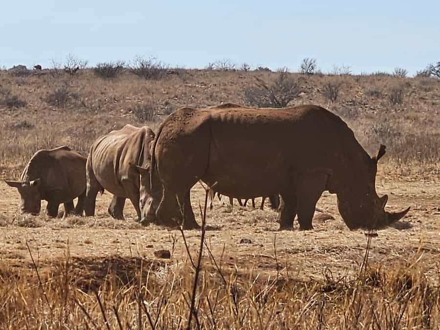 Private Rhino and Lion Park, Cradle Caves or Maropeng Museum - Leaving Johannesburg for the Cradle of Humankind