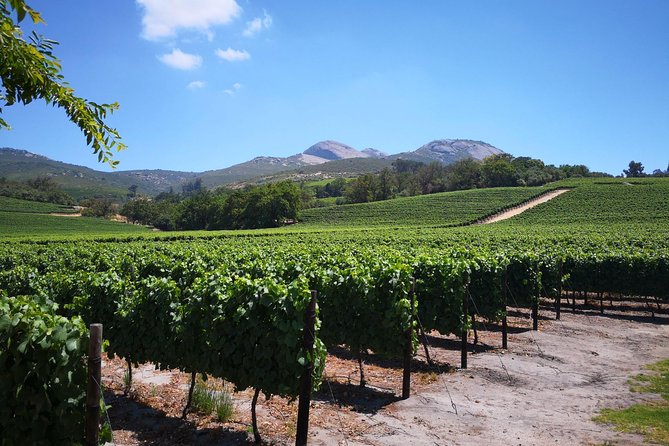 Private Stellenbosch, Franschhoek Paarl Wine Tour from Cape Town - Starting with Stellenbosch’s student avenues and old town