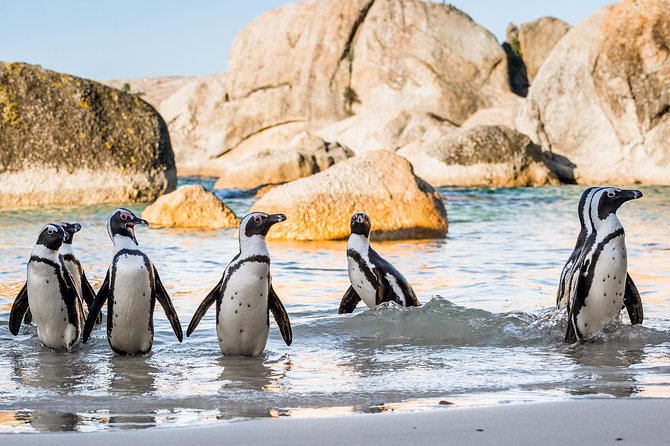 Private Tour: Cape of Good Hope and Cape Point from Cape Town - Cape Point and the old lighthouse