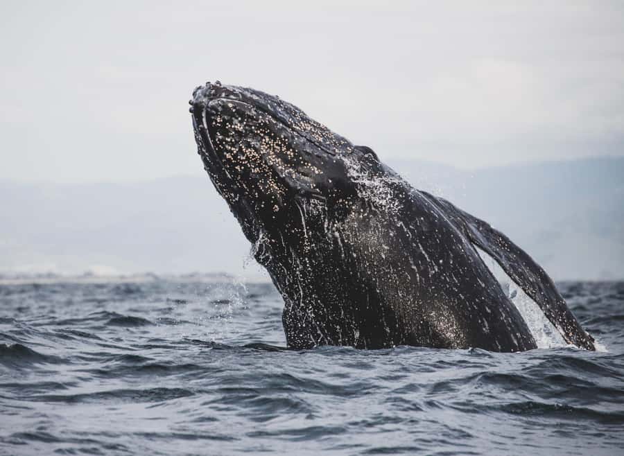 Private Tour: Hermanus- Boat Based Whale Watching Experience - My call: book it for the full coastal picture